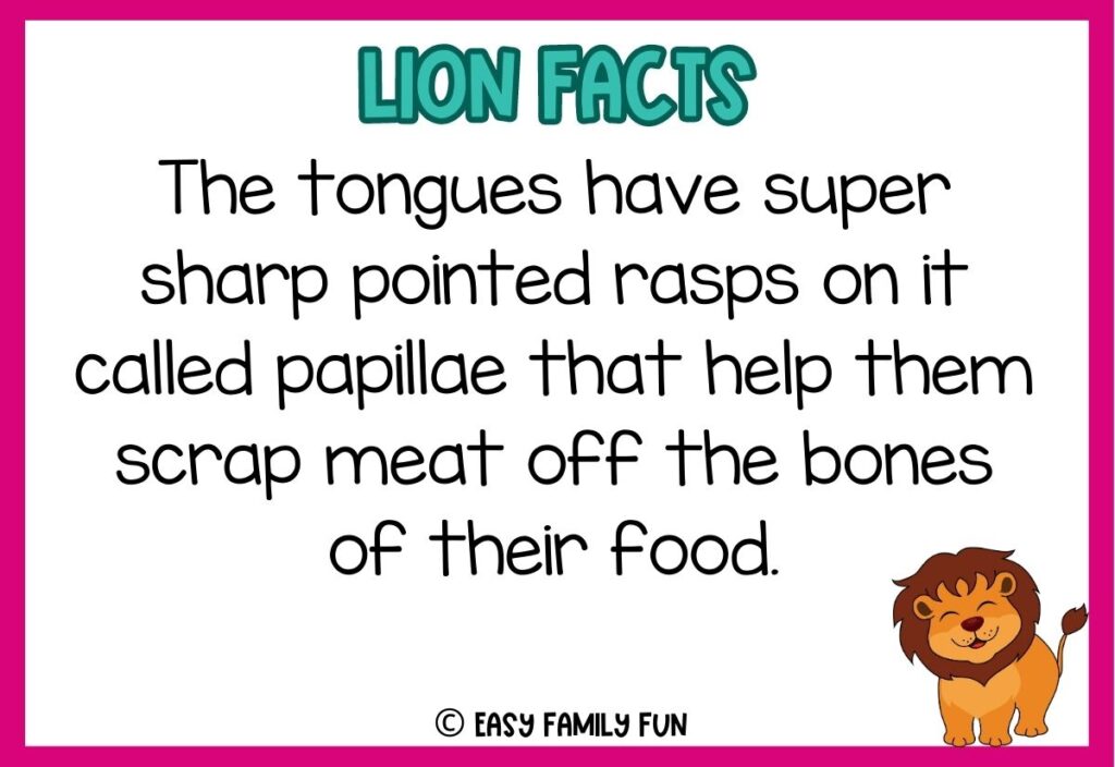 in post image with white background, pink border, blue title stating "Lions Facts", text of a lion fact, and an image of a lion