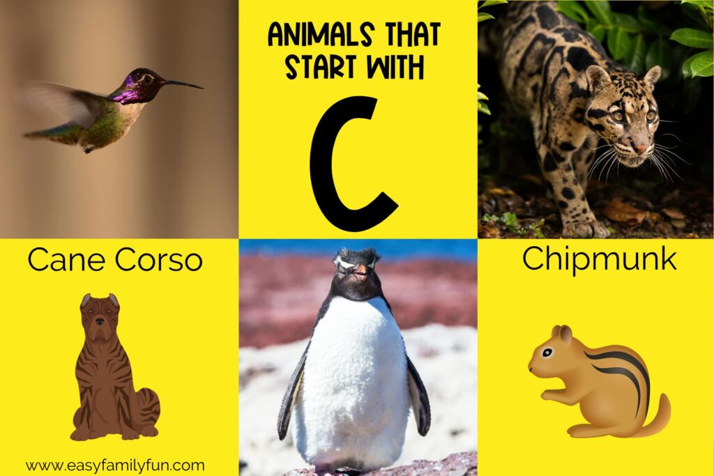 featured image with yellow background, bold title that states "Animals that Start with C" and images of animals that begin with C