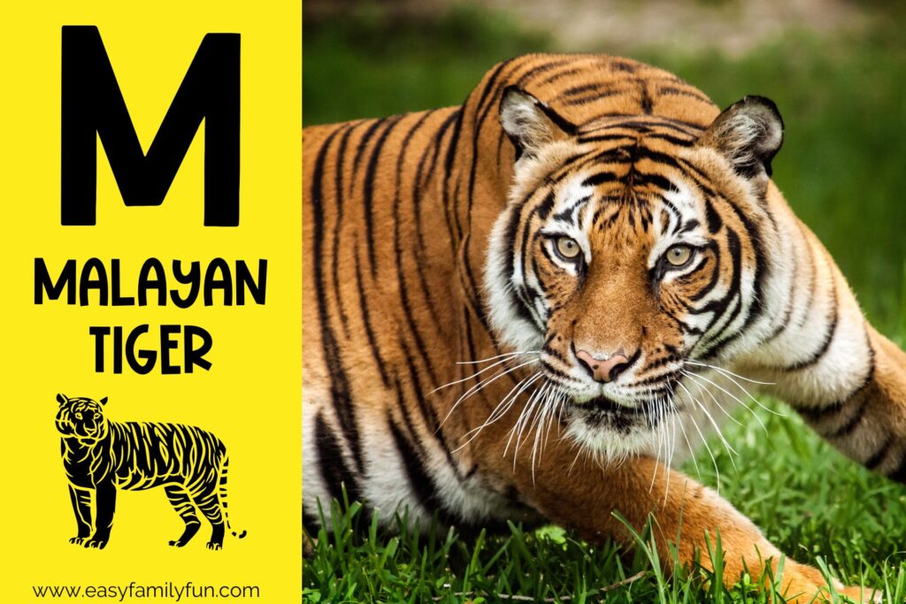 in post image with yellow background, bold letter M, name of animal and image of a malayan tiger