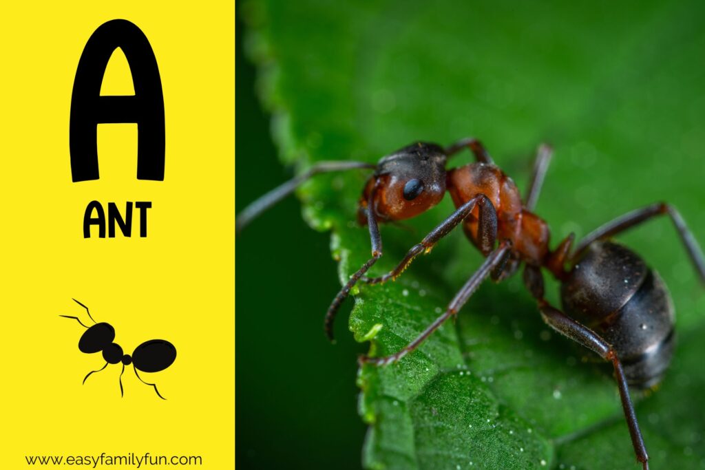 in post image with yellow background, bold letter A, name of animal and image of an ant