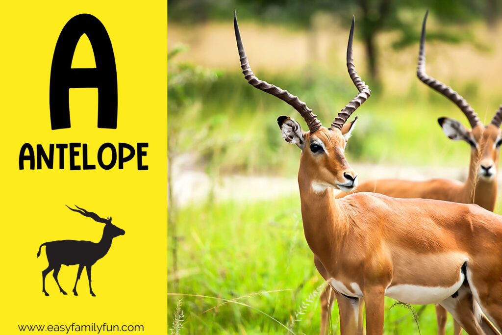 in post image with yellow background, bold letter A, name of animal and image of an antelope