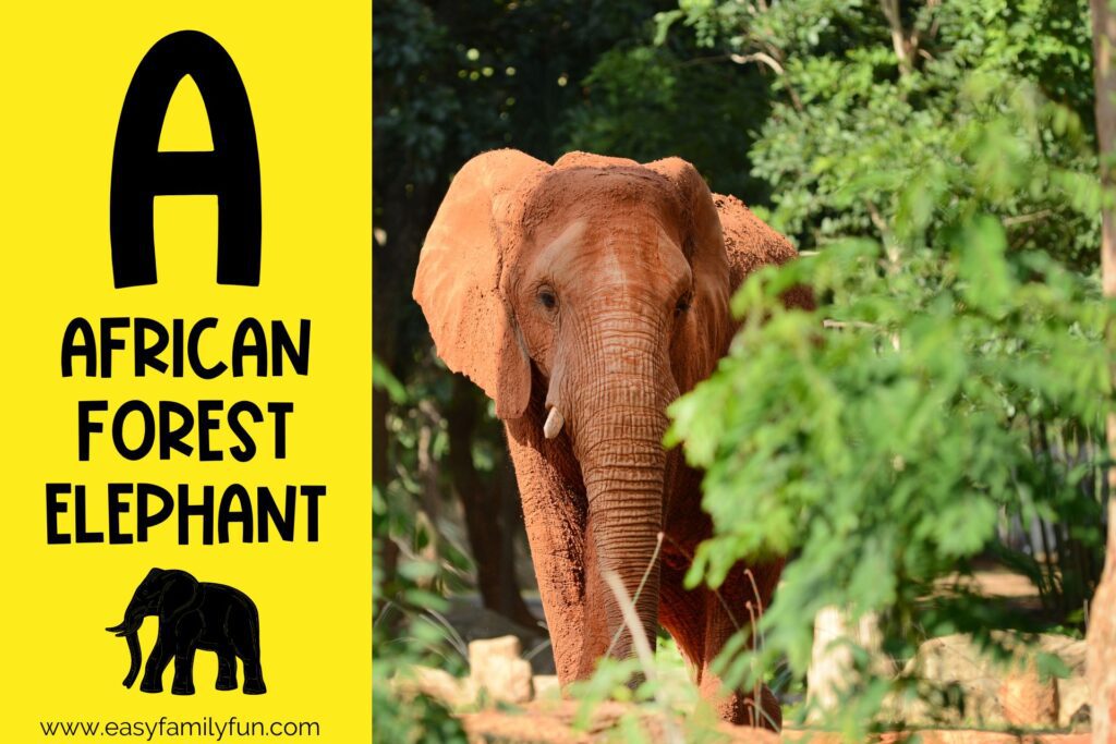 in post image with yellow background, bold letter A, name of animal and image of an african forest elephant
