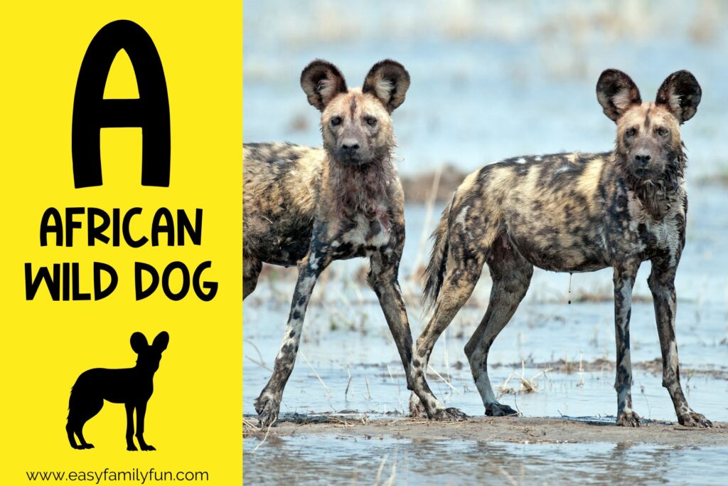 in post image with yellow background, bold letter A, name of animal and image of an african wild dog