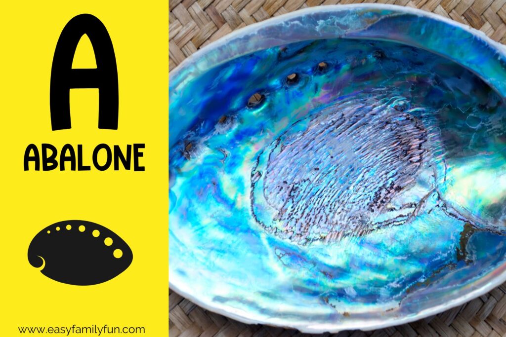 in post image with yellow background, bold letter A, name of animal and image of an abalone