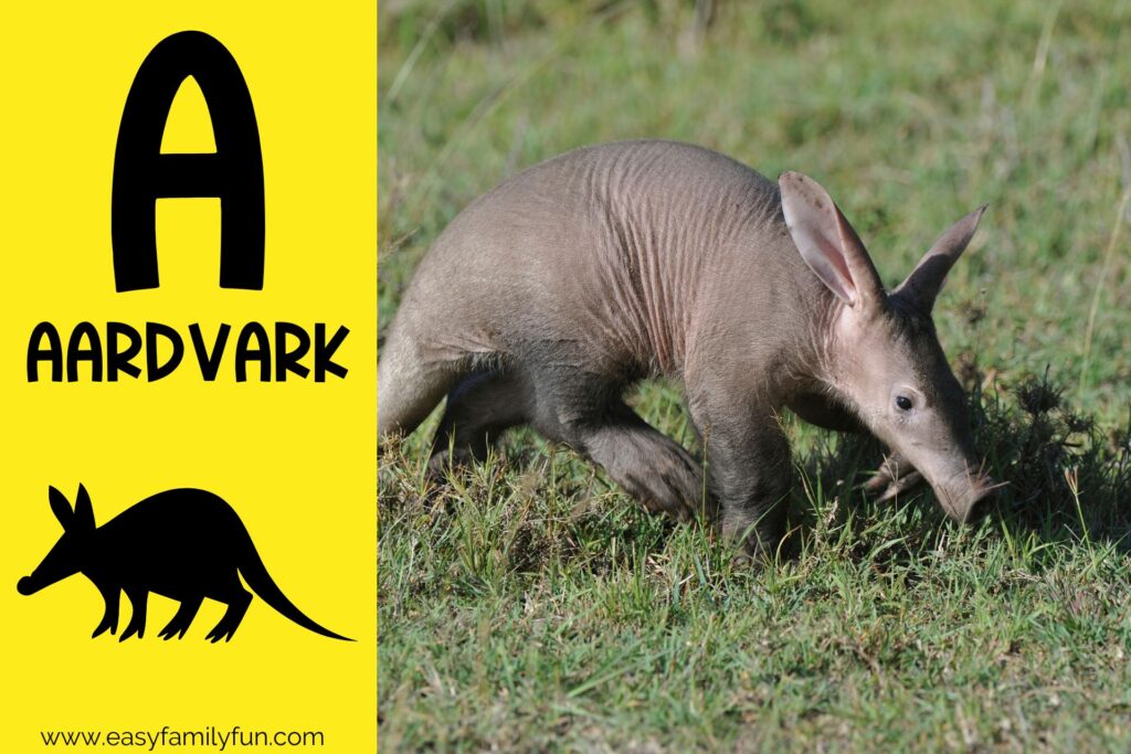 in post image with yellow background, bold letter A, name of animal and image of an aardvark
