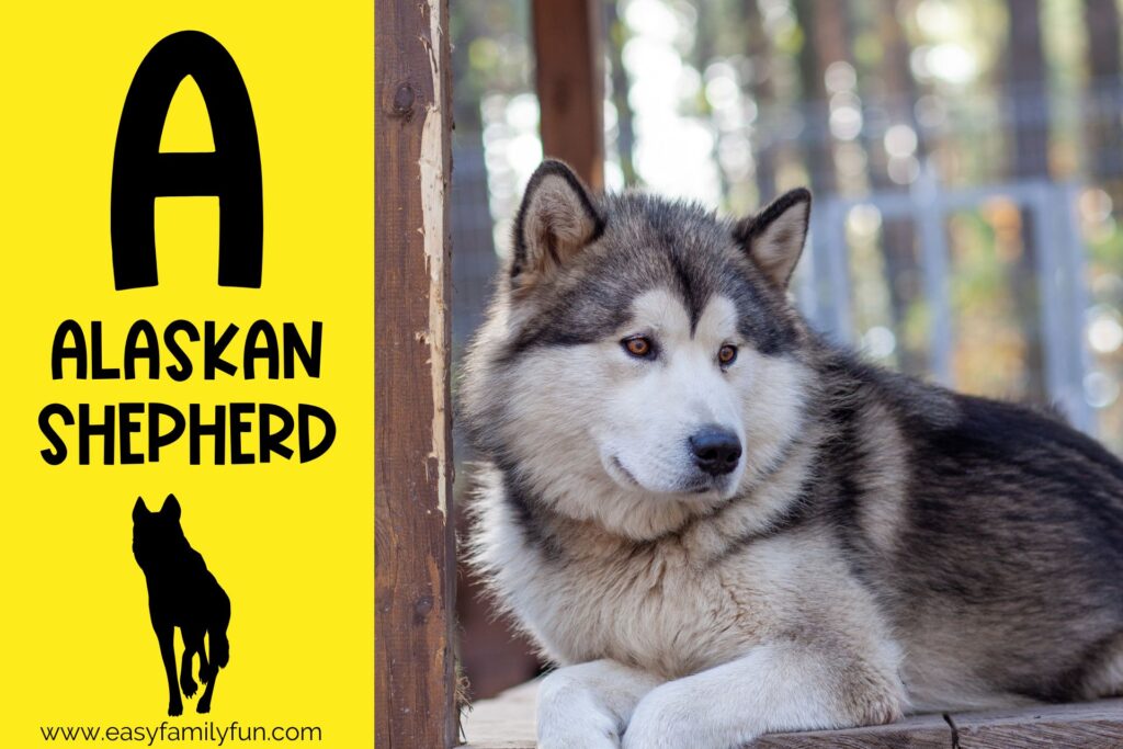 in post image with yellow background, bold letter A, name of animal and image of an alaskan shepherd