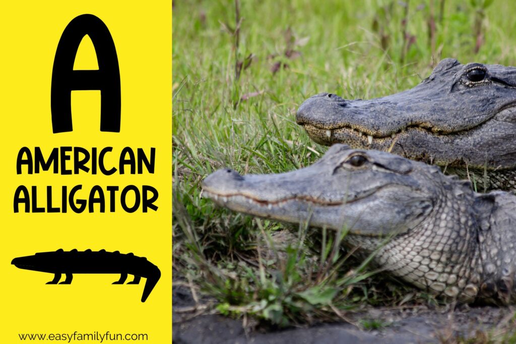 in post image with yellow background, bold letter A, name of animal and image of an american alligator