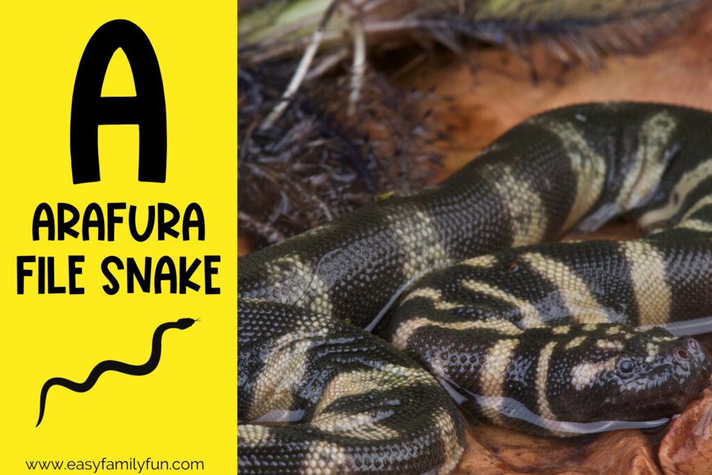 in post image with yellow background, bold letter A, name of animal and image of an arafura file snake