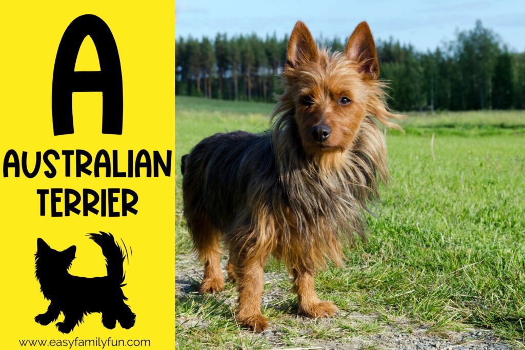 in post image with yellow background, bold letter A, name of animal and image of an australian terrier