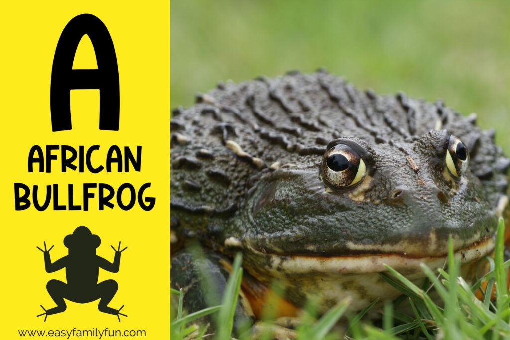 in post image with yellow background, bold letter A, name of animal and image of an african bullfrog