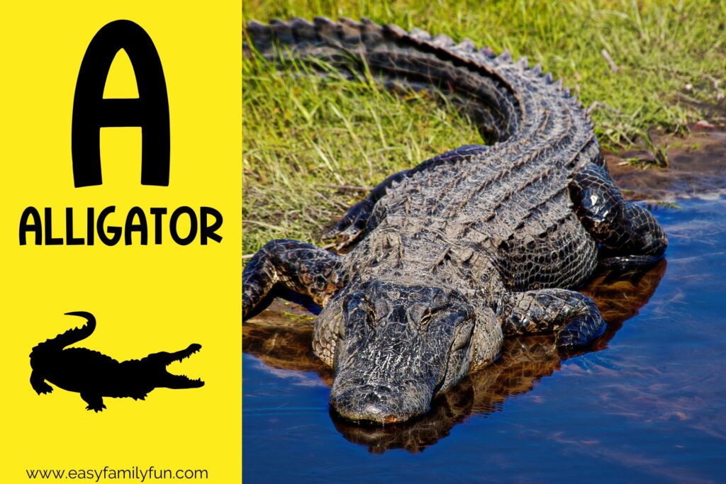 in post image with yellow background, bold letter A, name of animal and image of an alligator