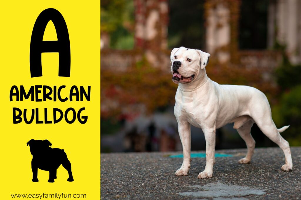 in post image with yellow background, bold letter A, name of animal and image of an american bulldog