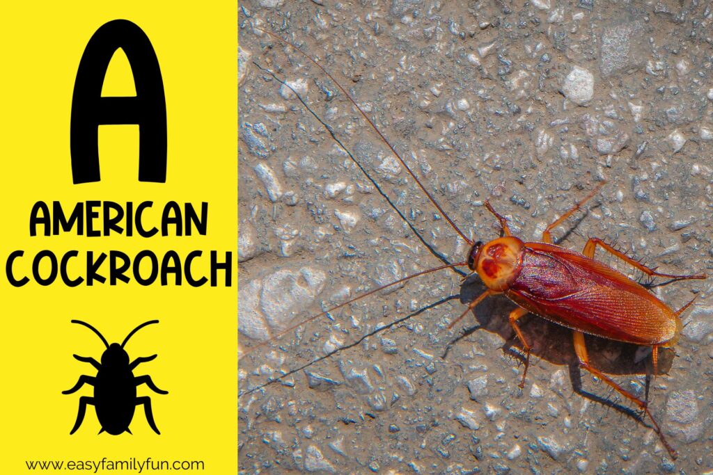 in post image with yellow background, bold letter A, name of animal and image of an american cockroach