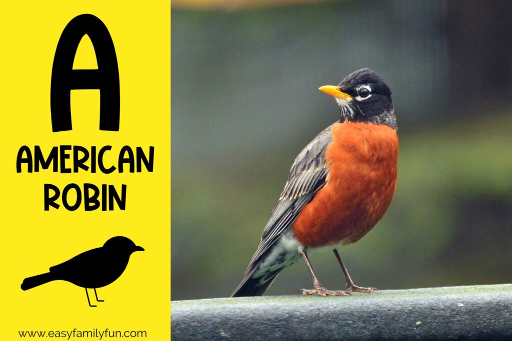 in post image with yellow background, bold letter A, name of animal and image of an american robin