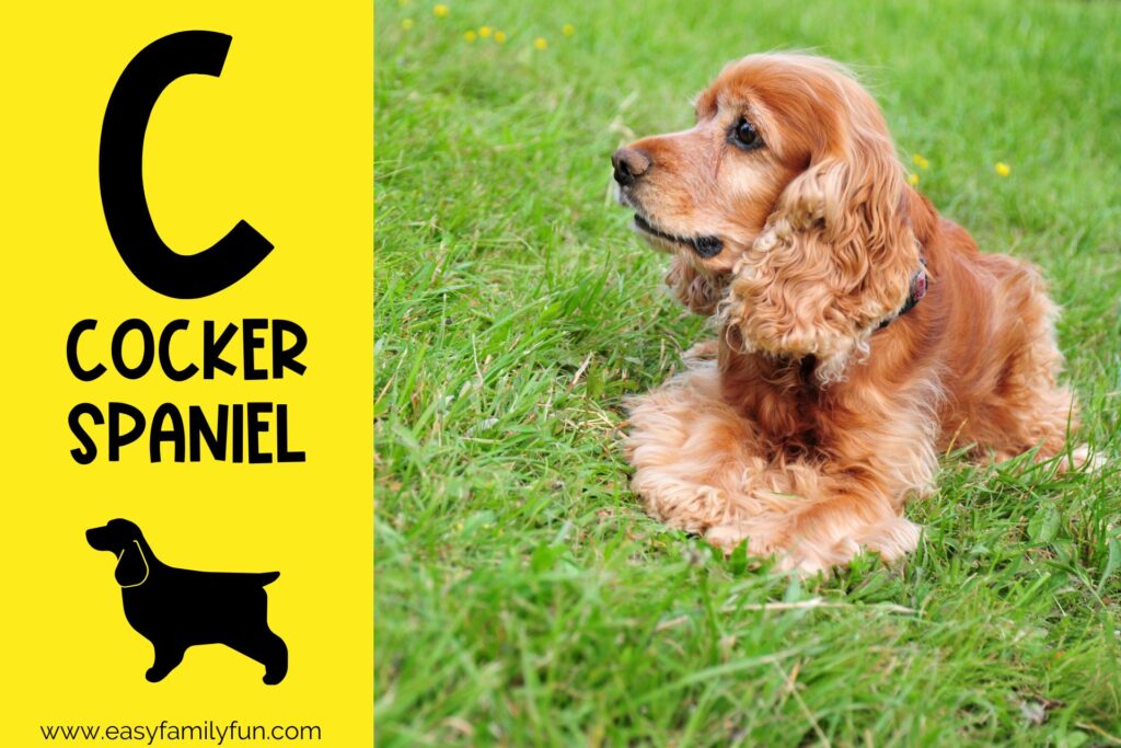 in post image yellow background, Bold letter "C", name of animal that begins with C and an image of a cocker spaniel