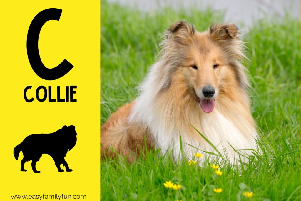 in post image yellow background, Bold letter "C", name of animal that begins with C and an image of a collie