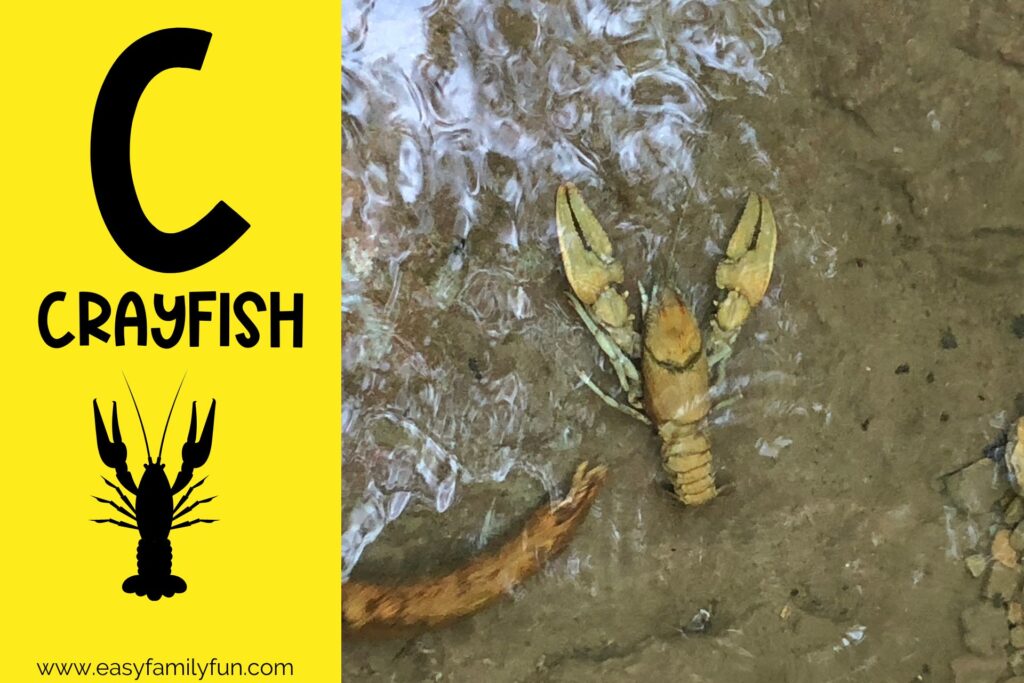 in post image yellow background, Bold letter "C", name of animal that begins with C and an image of a crayfish