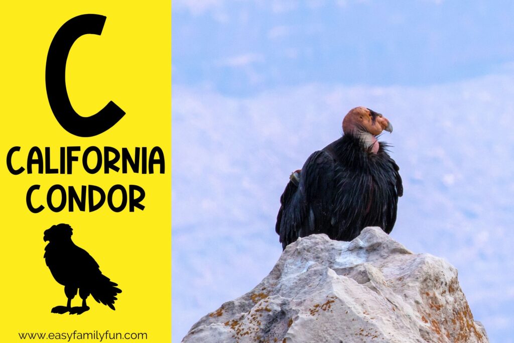 in post image yellow background, Bold letter "C", name of animal that begins with C and an image of a california condor