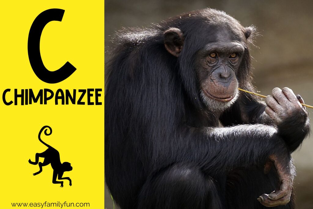 in post image yellow background, Bold letter "C", name of animal that begins with C and an image of a chimpanzee