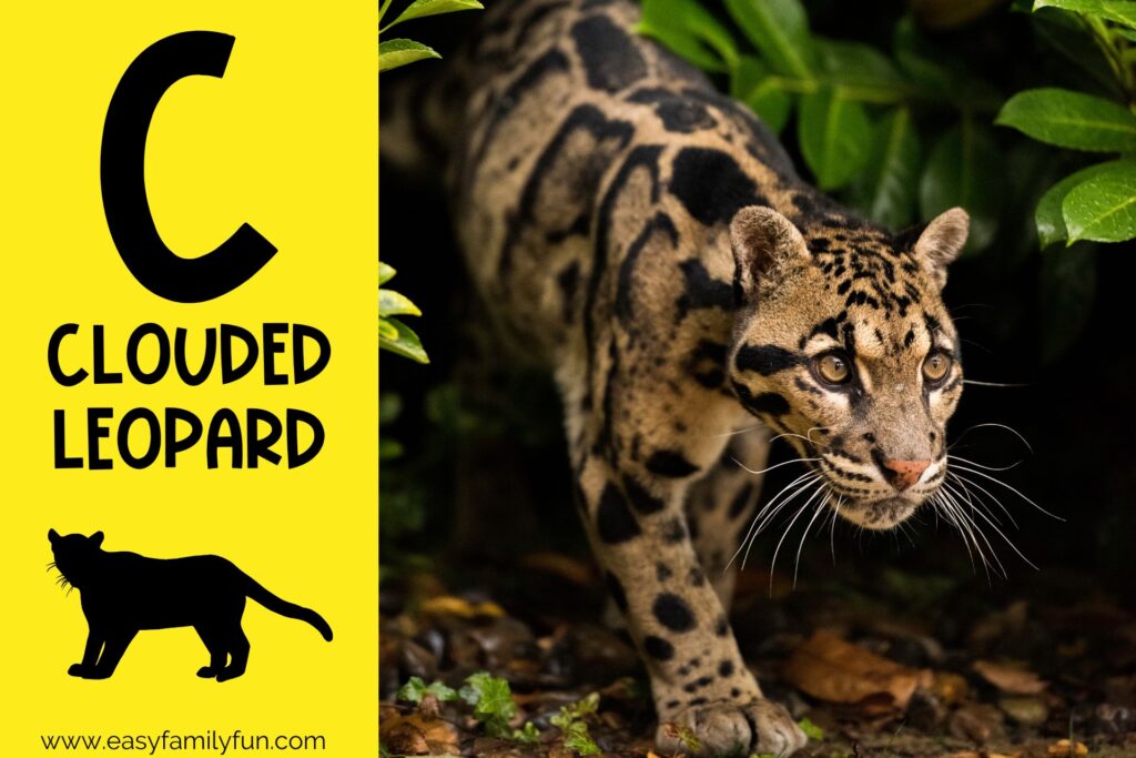 in post image yellow background, Bold letter "C", name of animal that begins with C and an image of a clouded leopard