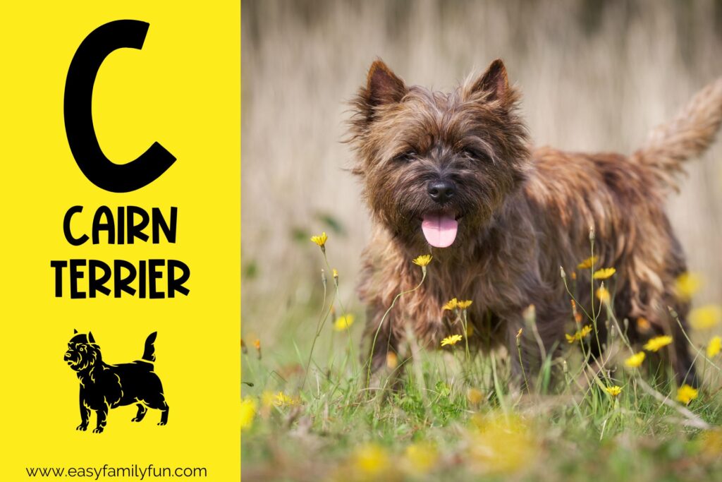 in post image yellow background, Bold letter "C", name of animal that begins with C and an image of a cairn terrier