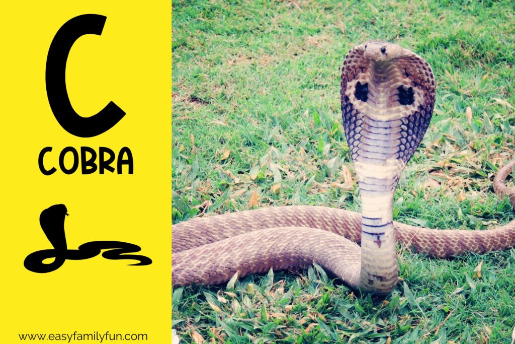 in post image yellow background, Bold letter "C", name of animal that begins with C and an image of a cobra