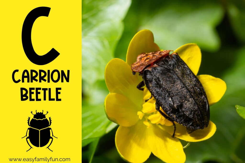in post image yellow background, Bold letter "C", name of animal that begins with C and an image of a carrion beetle