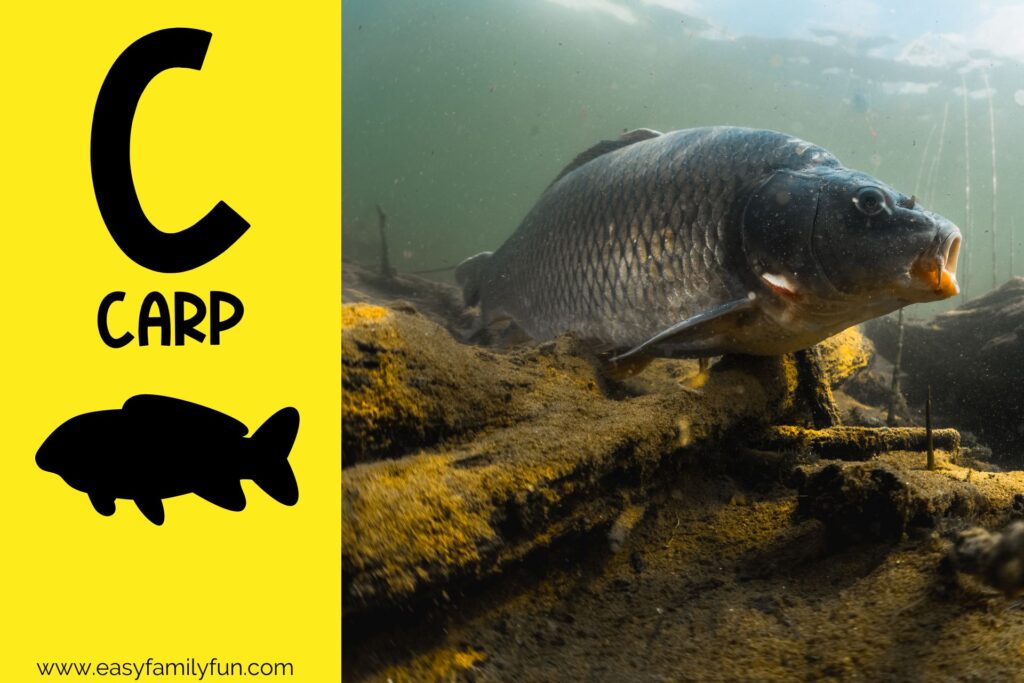 in post image yellow background, Bold letter "C", name of animal that begins with C and an image of a carp
