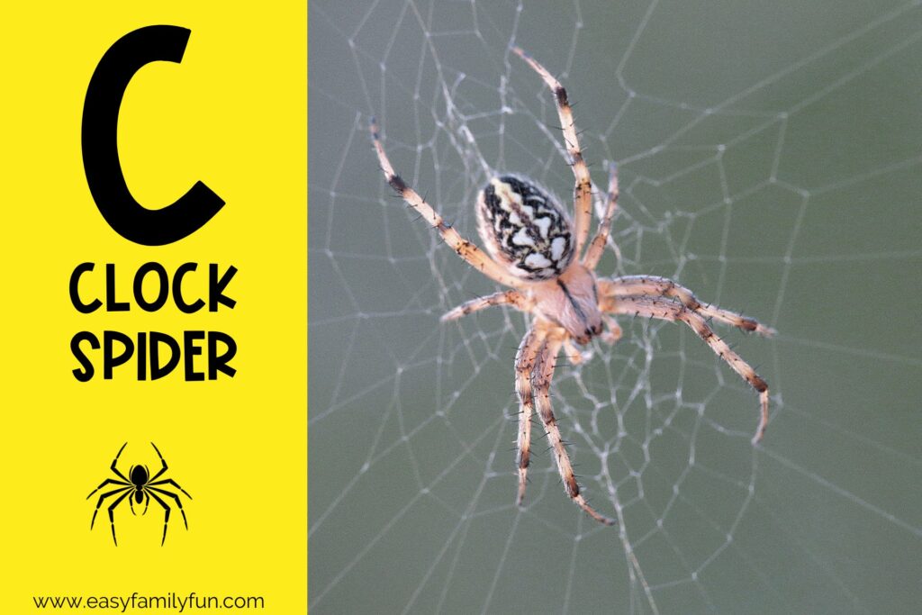 in post image yellow background, Bold letter "C", name of animal that begins with C and an image of a clock spider