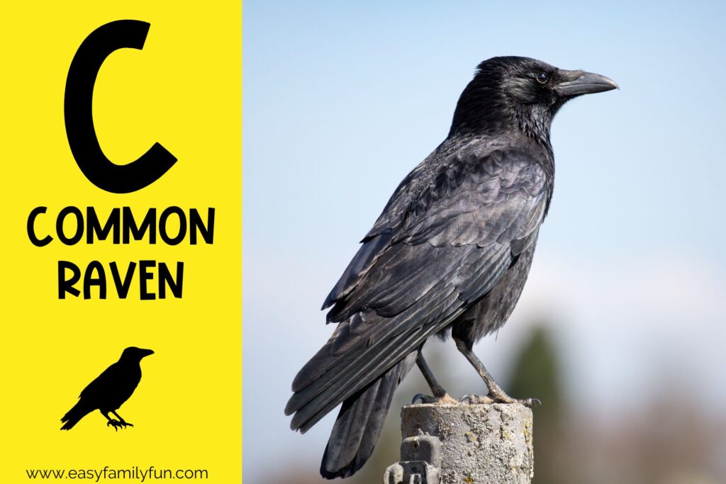 in post image yellow background, Bold letter "C", name of animal that begins with C and an image of a common raven