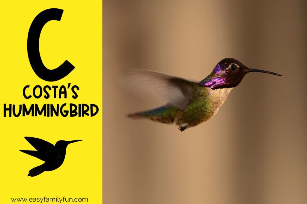 in post image yellow background, Bold letter "C", name of animal that begins with C and an image of a costa's hummingbird