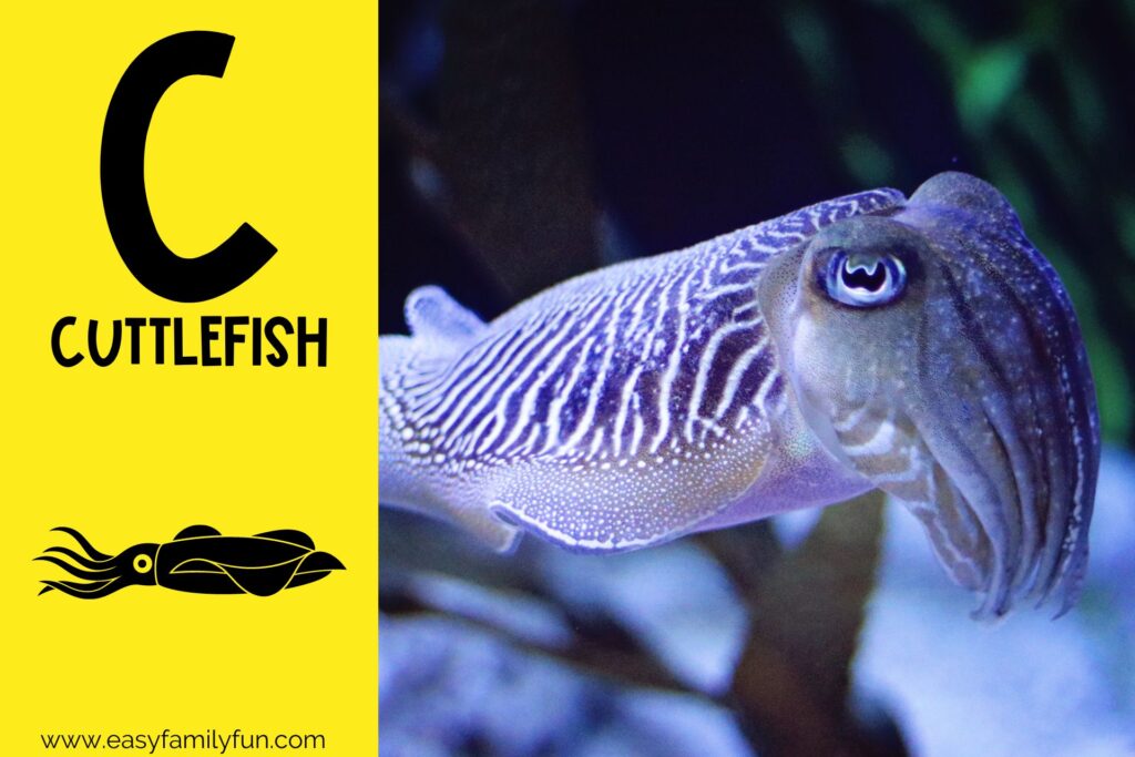 in post image yellow background, Bold letter "C", name of animal that begins with C and an image of a cuttlefish