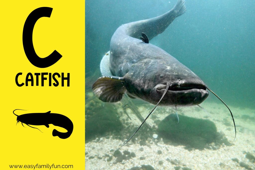 in post image yellow background, Bold letter "C", name of animal that begins with C and an image of a catfish
