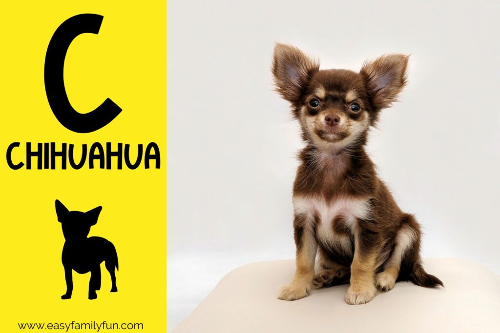 in post image yellow background, Bold letter "C", name of animal that begins with C and an image of a chihuahua
