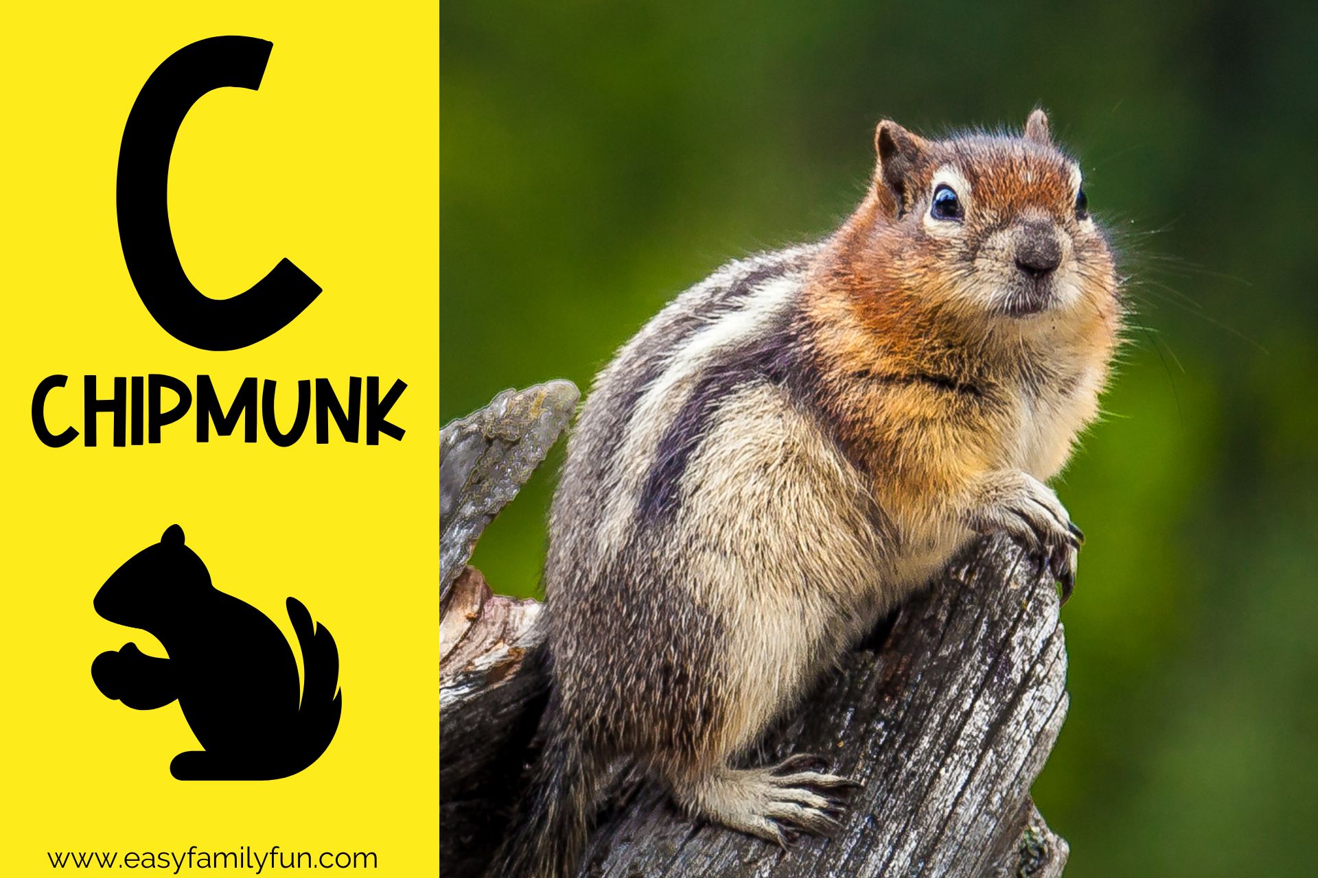 236 Captivating Animals that Begin with C