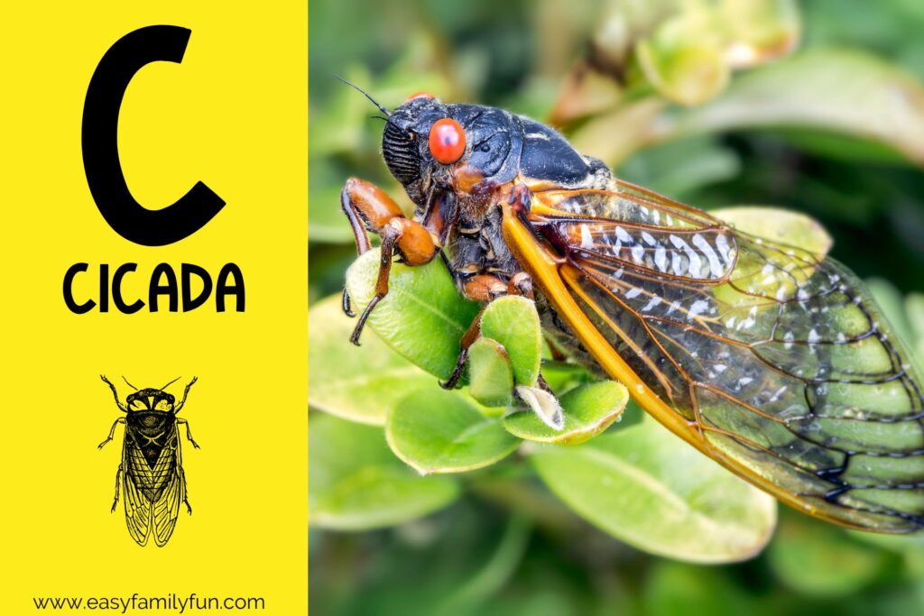 in post image yellow background, Bold letter "C", name of animal that begins with C and an image of a cicada