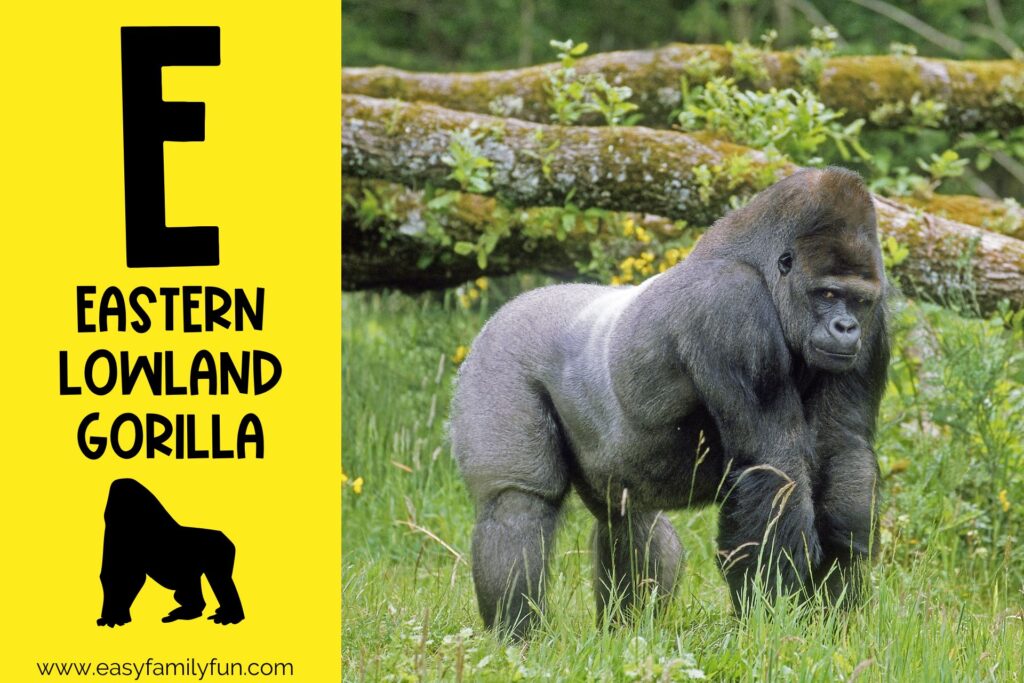in post image with yellow background, large letter E, name of the animal, and an image of an Eastern Lowland Gorilla