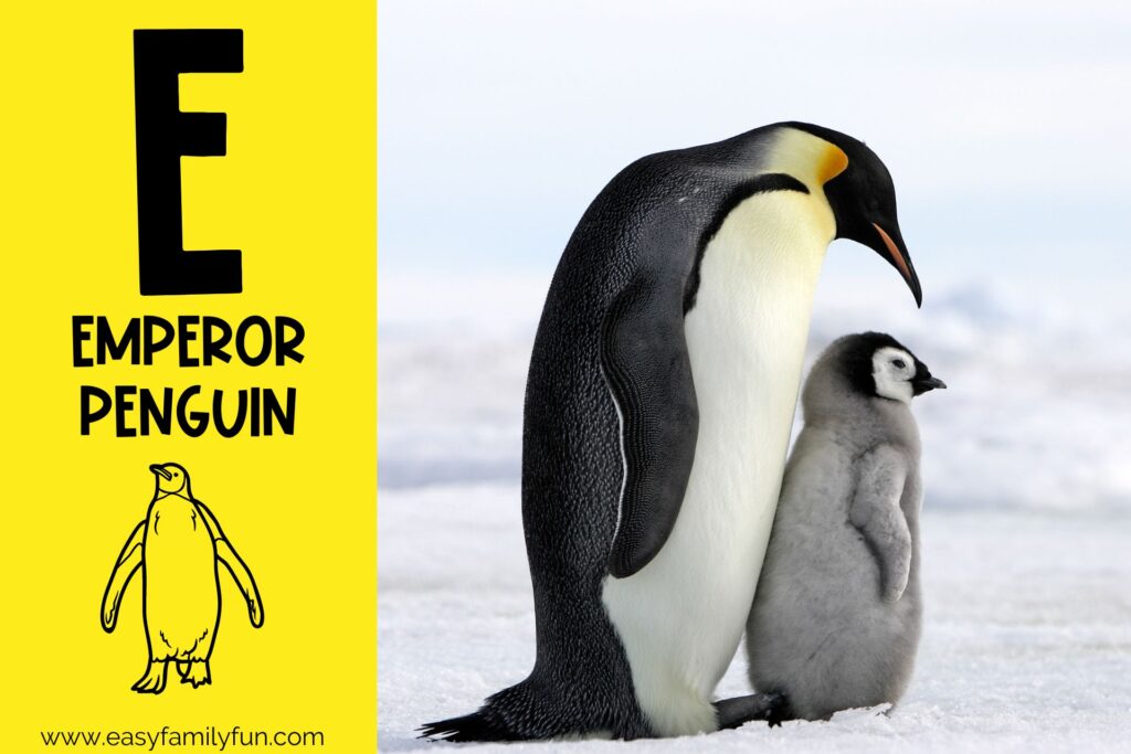 in post image with yellow background, large letter E, name of the animal, and an image of an Emperor Penguin
