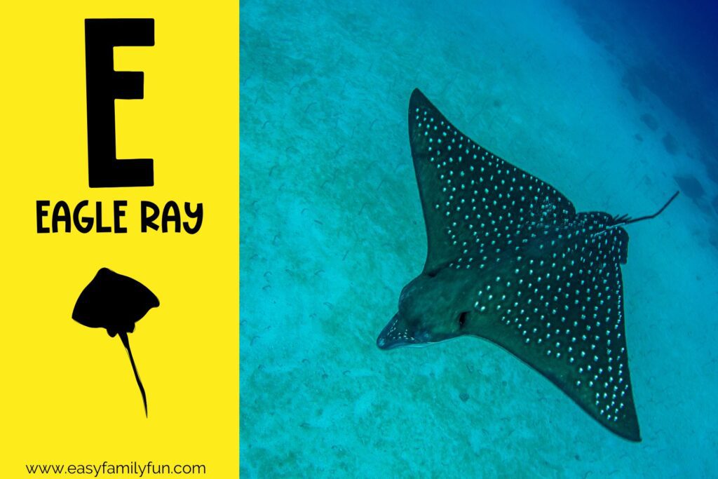 in post image with yellow background, large letter E, name of the animal, and an image of an Eagle Ray