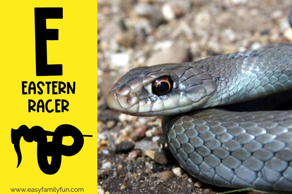 in post image with yellow background, large letter E, name of the animal, and an image of an Eastern Racer
