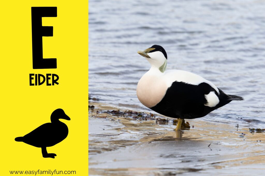 in post image with yellow background, large letter E, name of the animal, and an image of an Eider