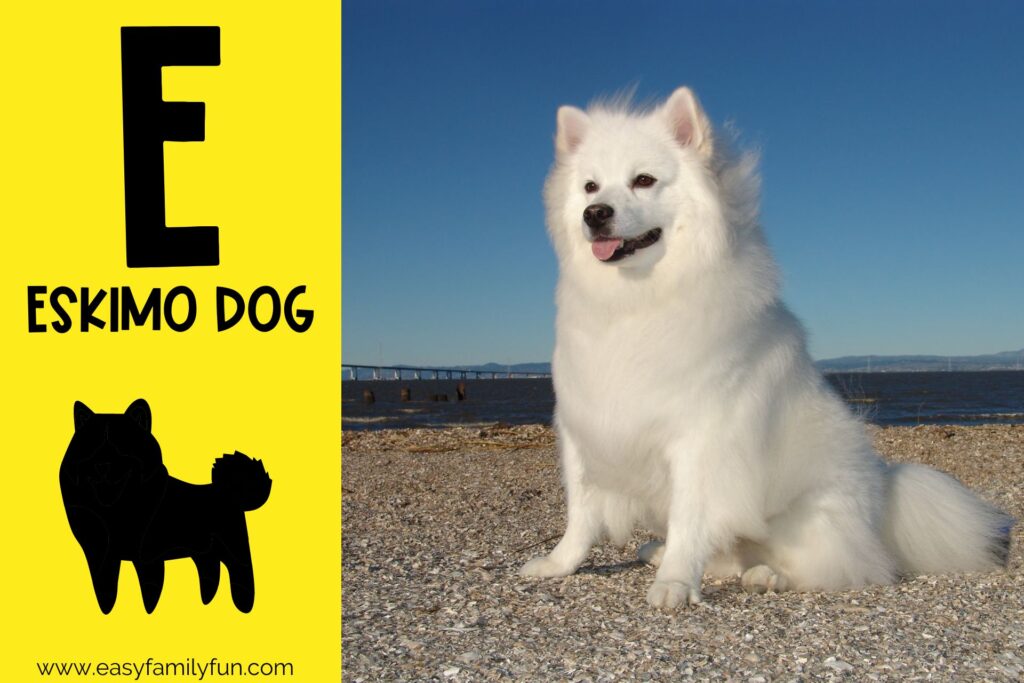 in post image with yellow background, large letter E, name of the animal, and an image of an Eskimo Dog