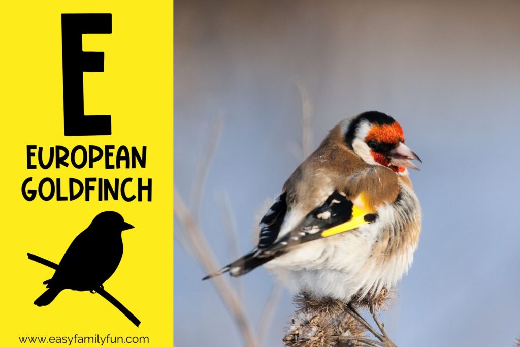 in post image with yellow background, large letter E, name of the animal, and an image of an European goldfinch