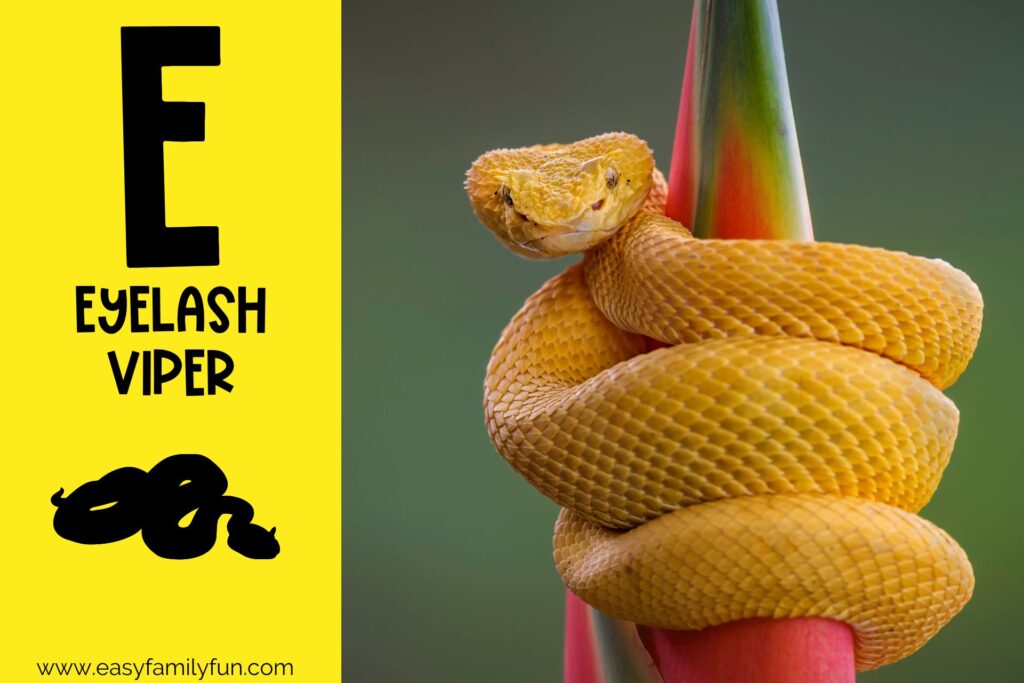 in post image with yellow background, large letter E, name of the animal, and an image of an eyelash viper