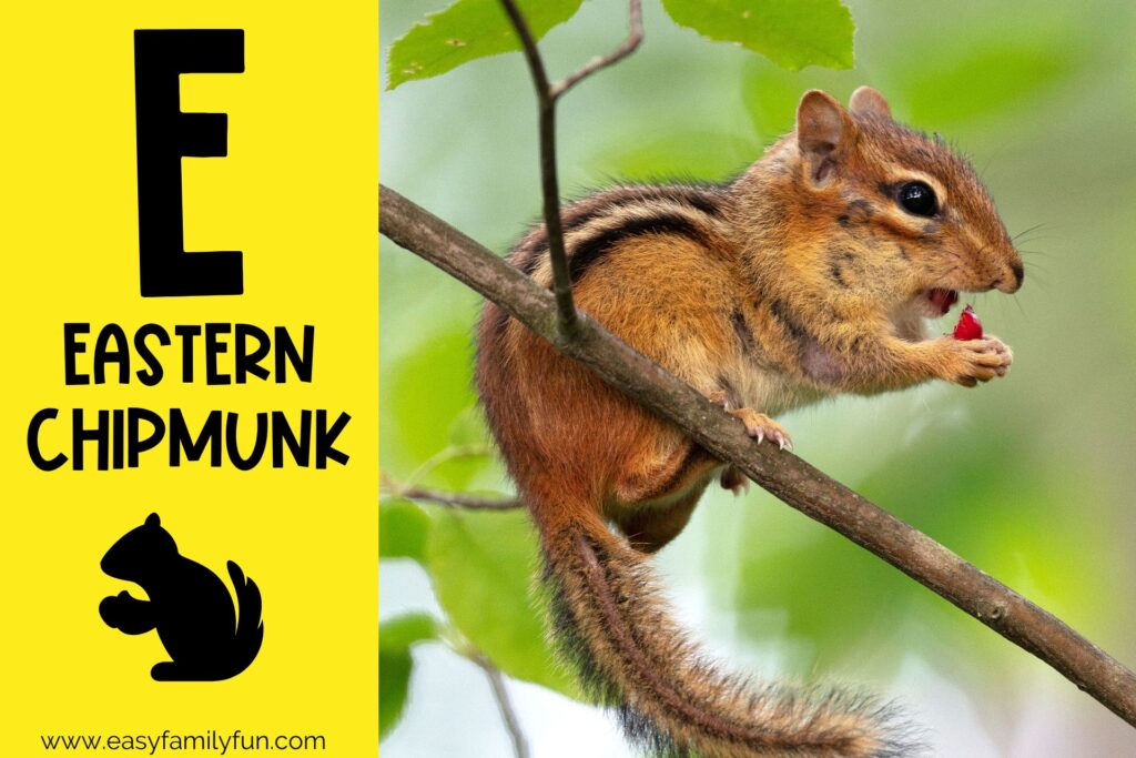 in post image with yellow background, large letter E, name of the animal, and an image of an Eastern Chipmunk