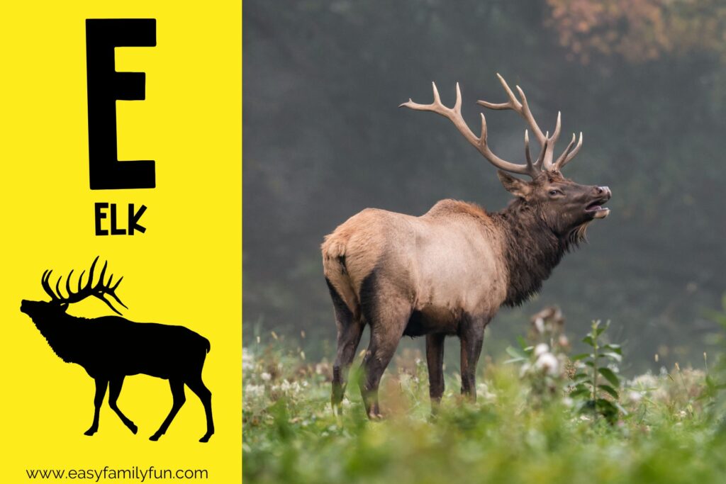 in post image with yellow background, large letter E, name of the animal, and an image of an Elk