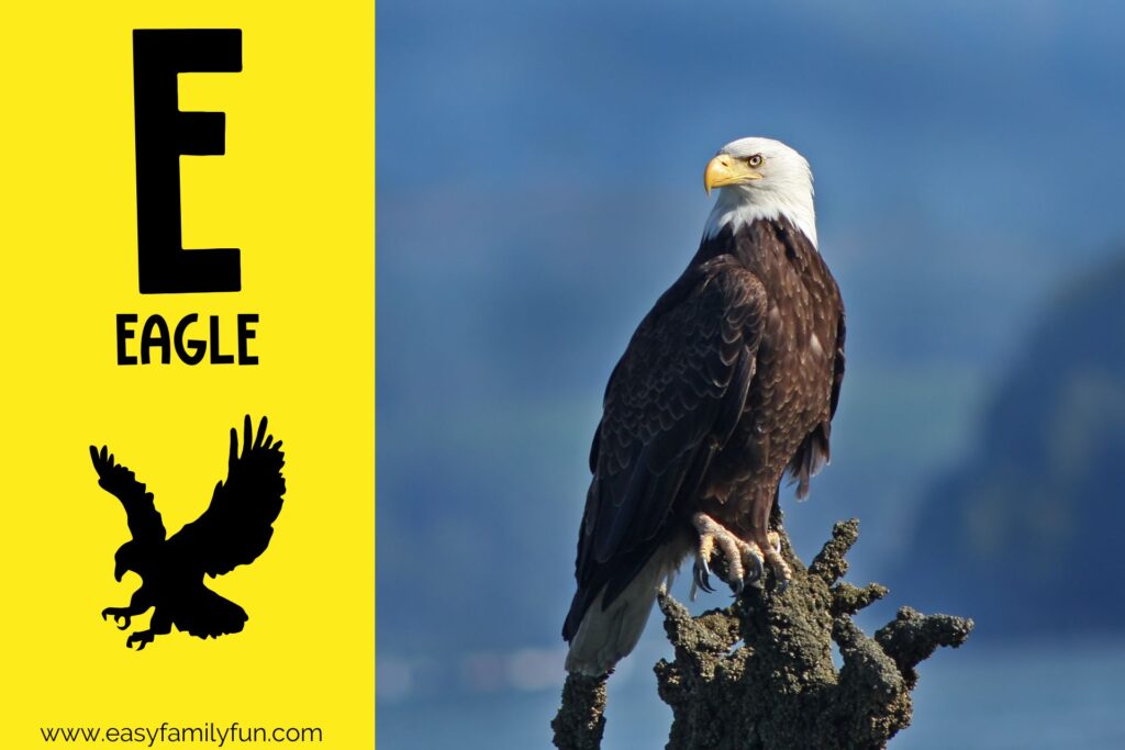 in post image with yellow background, large letter E, name of the animal, and an image of an Eagle