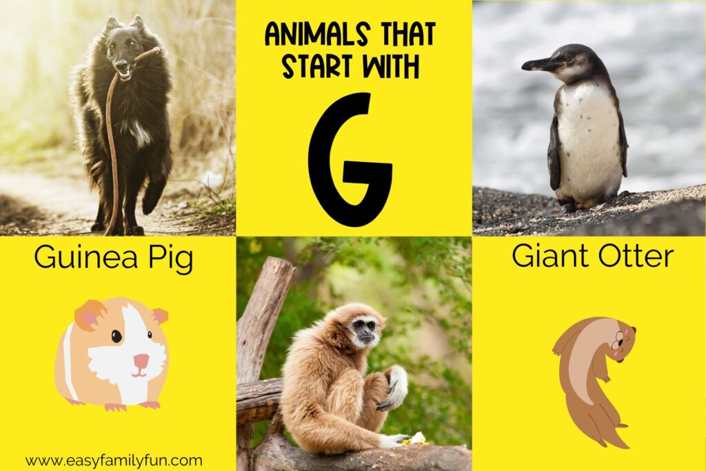 featured image with yellow background, bold title that says "Animals that Start With G" and images of animals that begin with G