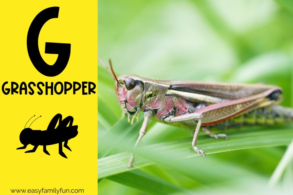 in post image with yellow background, bold G, name of animal that begins with G, and an image of a grasshopper