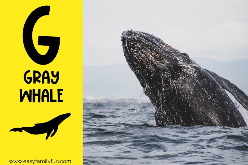 in post image with yellow background, bold G, name of animal that begins with G, and an image of a gray whale